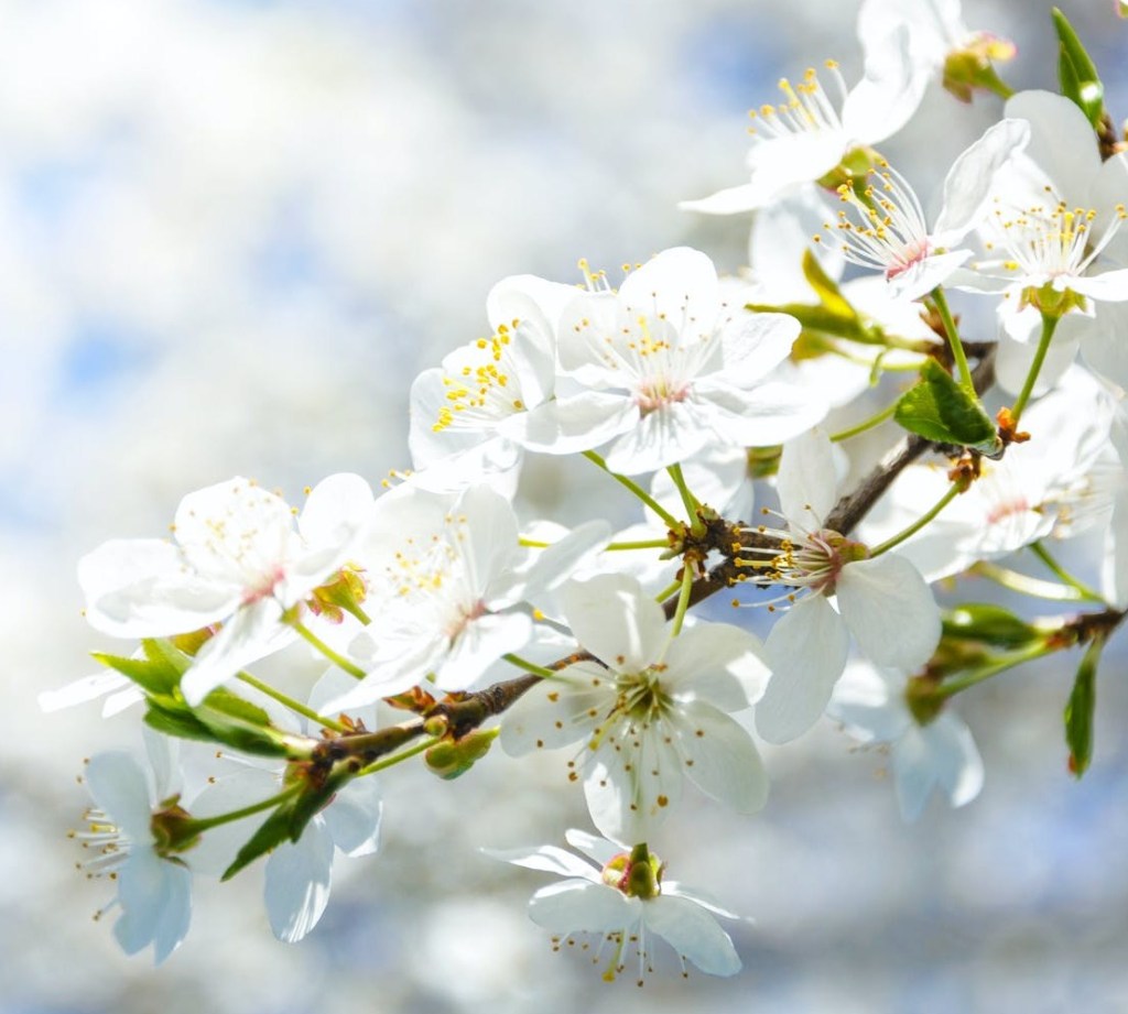 Encouragement in the midst of corona.